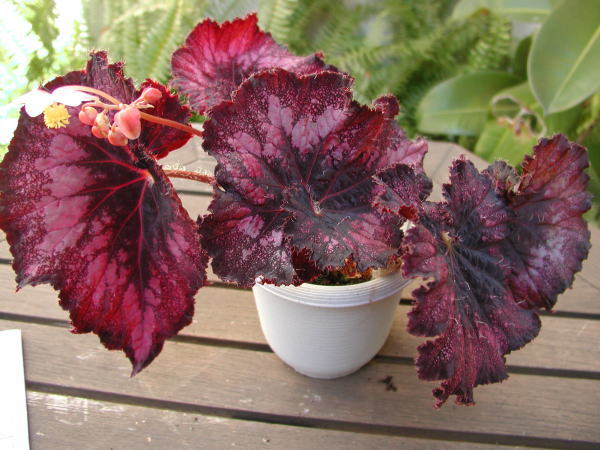 B. ‘Elizabeth D. Fisher’